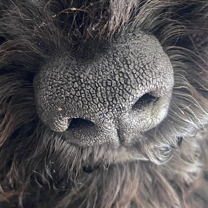 Dog Nose Pendants