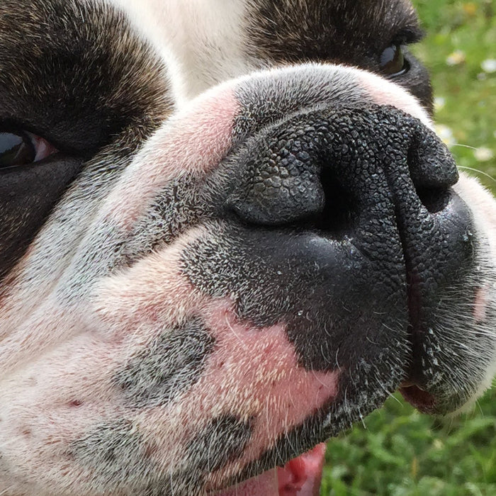 Dog Nose Pendants