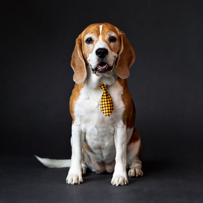 Doggy Day- Pooch Portraits with Laura