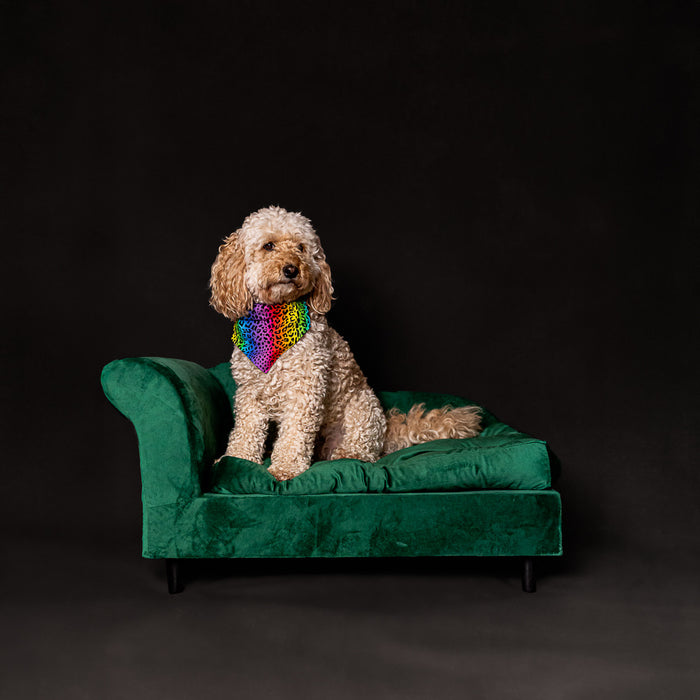 Doggy Day- Pooch Portraits with Laura