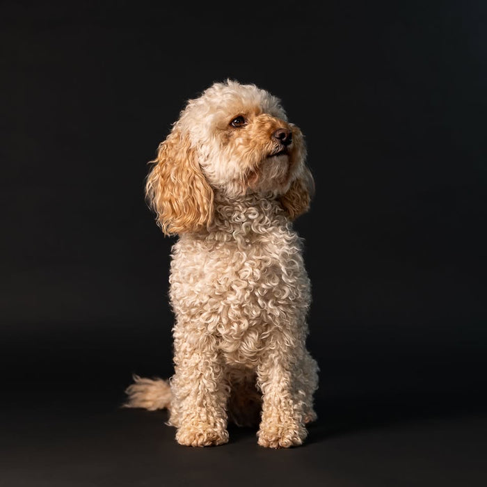 Doggy Day- Pooch Portraits with Laura