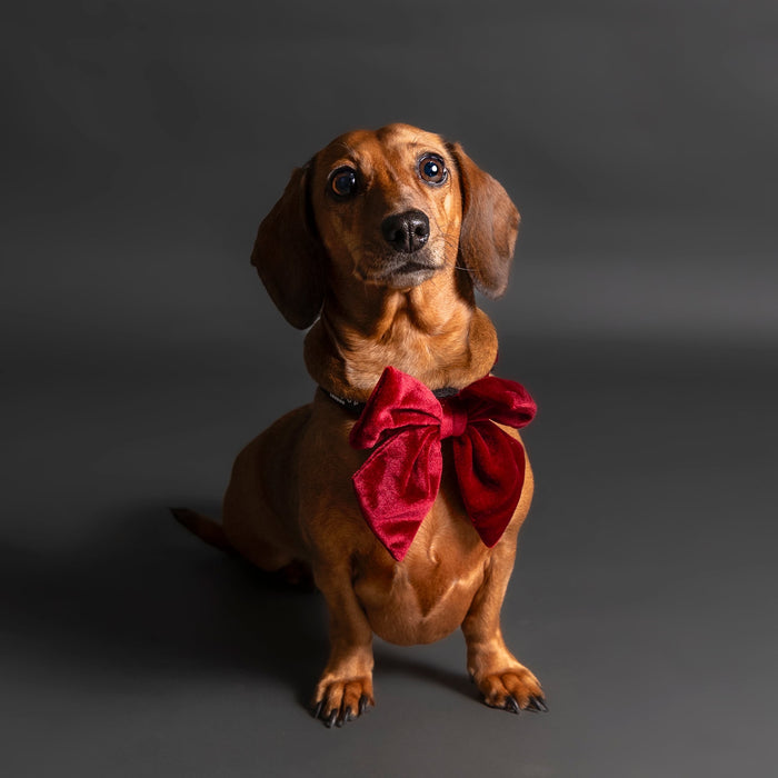Doggy Day- Pooch Portraits with Laura