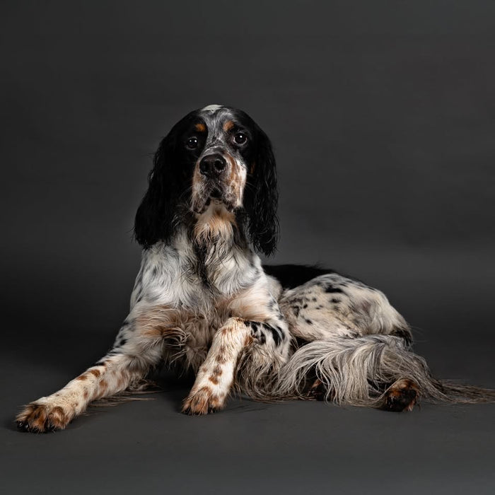 Doggy Day- Pooch Portraits with Laura