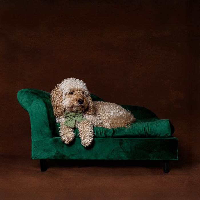Doggy Day- Pooch Portraits with Laura