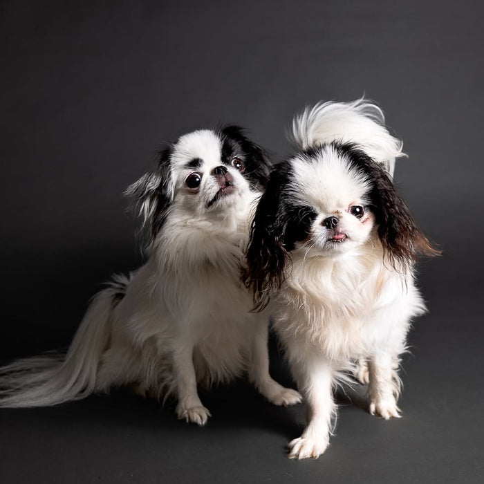 Doggy Day- Pooch Portraits with Laura